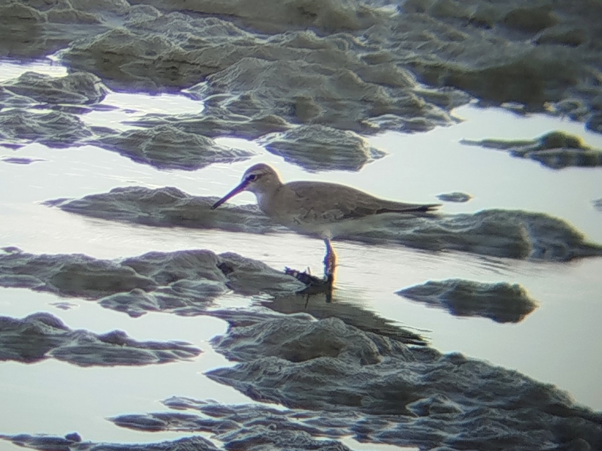 黃足鷸 - ML645707084