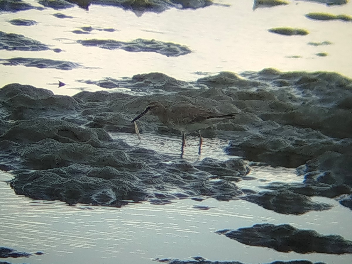 黃足鷸 - ML645707085