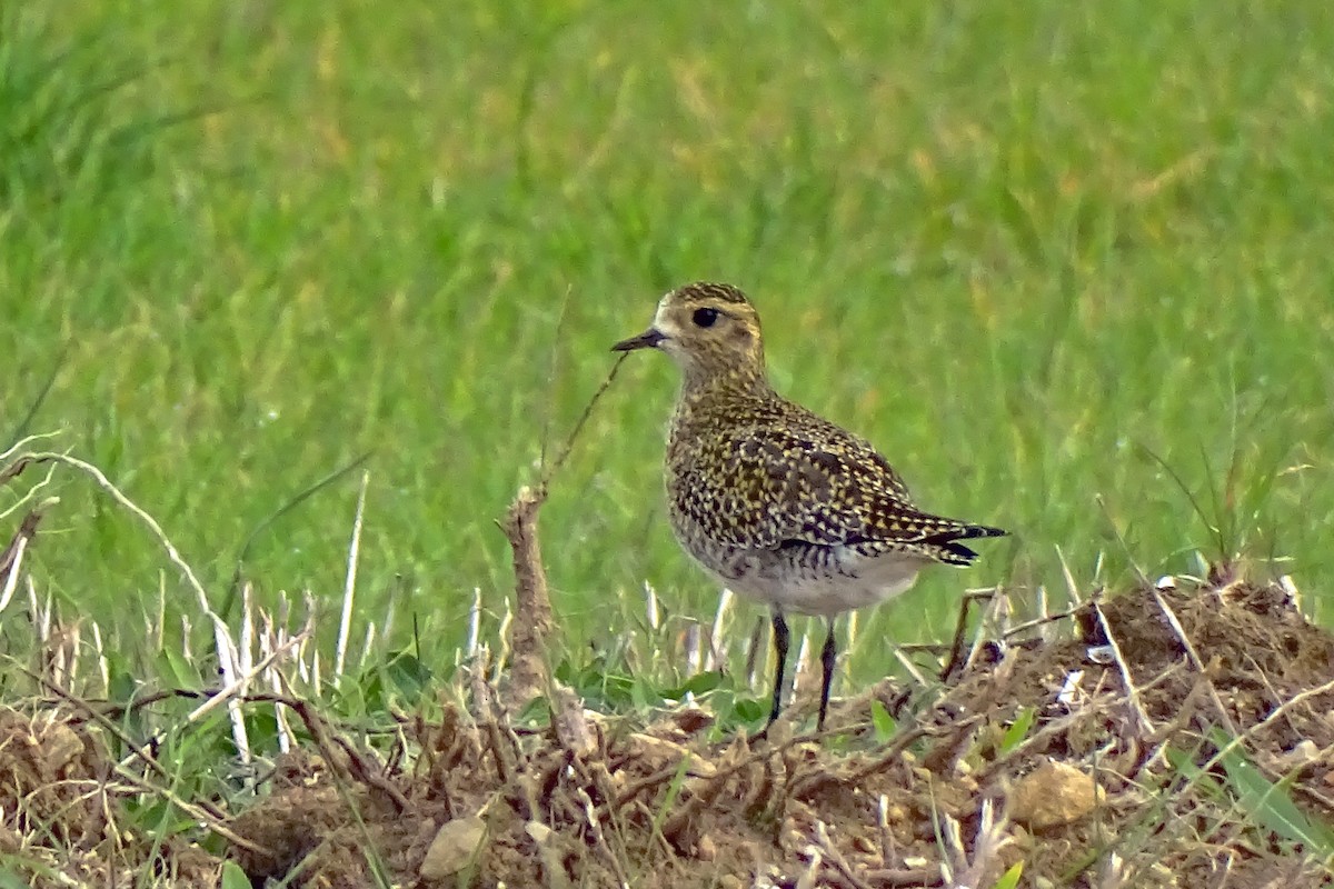 Сивка звичайна - ML645707091