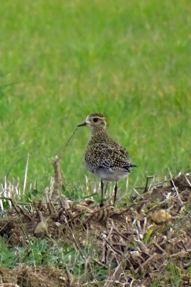 Сивка звичайна - ML645707092