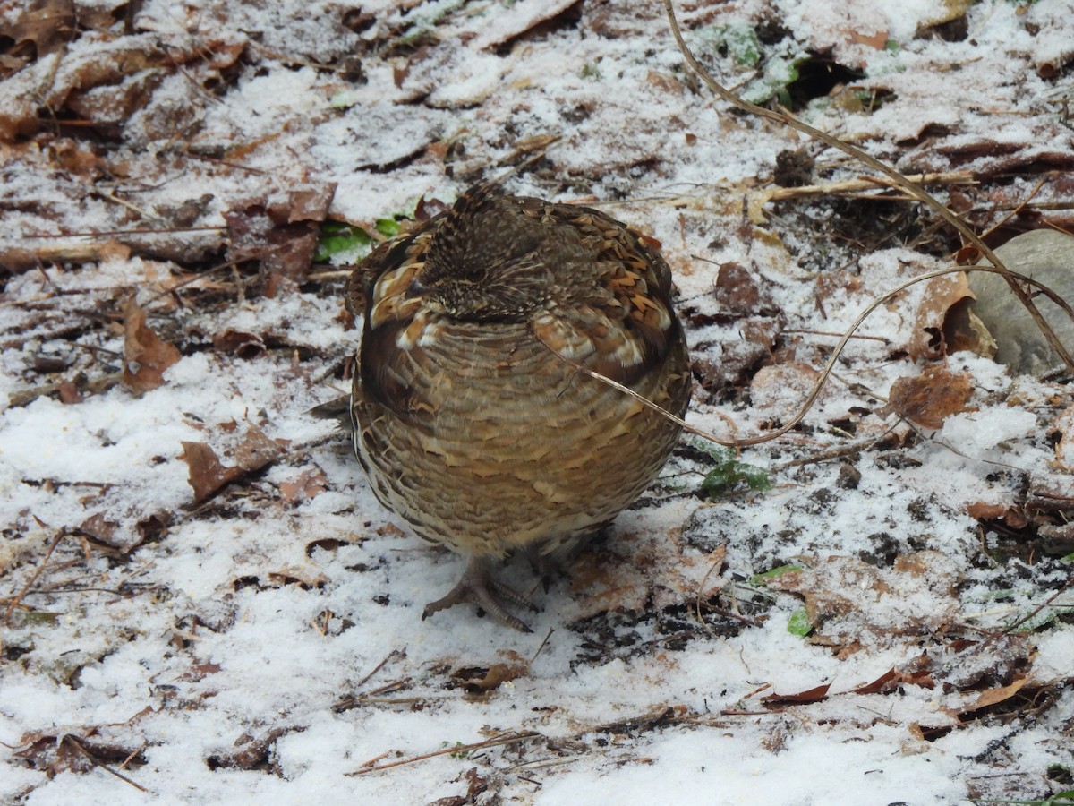 jeřábek kanadský - ML645707099