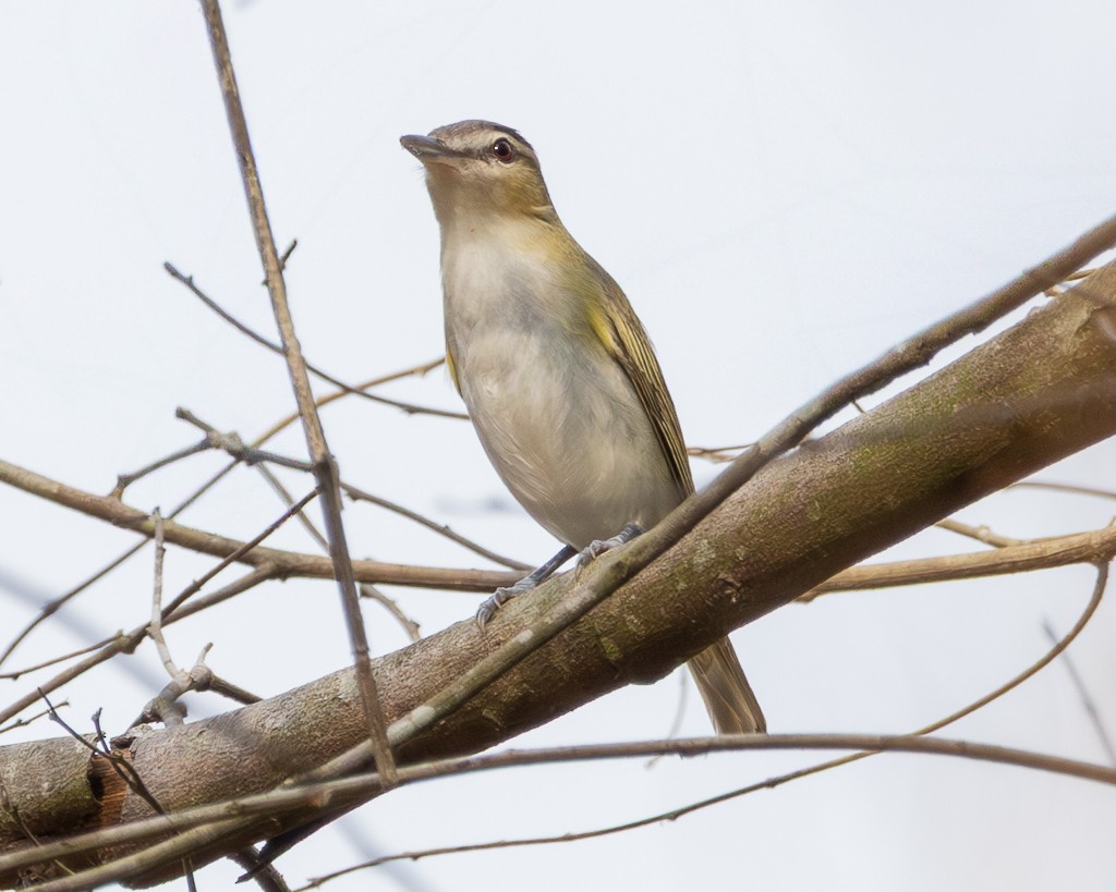 Красноглазый виреон - ML645707102