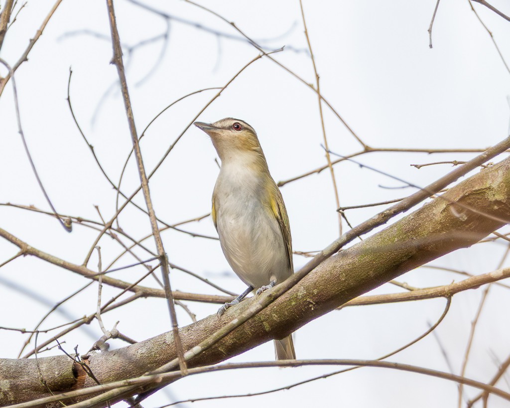Красноглазый виреон - ML645707103