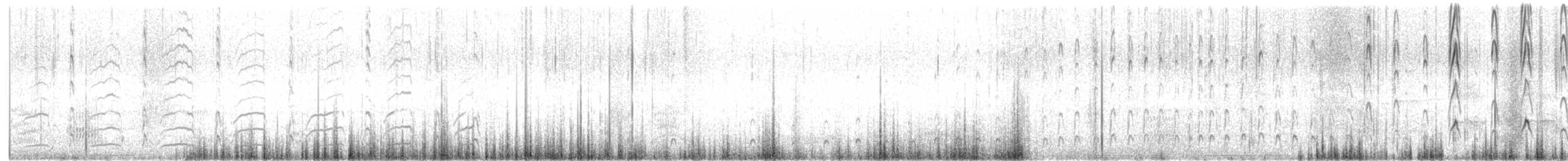 Pied Stilt - ML645707111