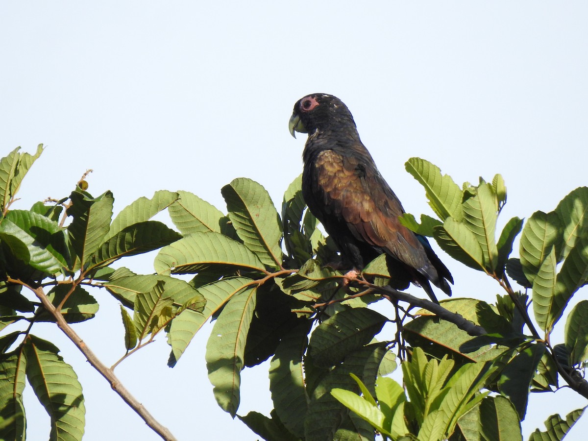 Bronze-winged Parrot - ML645707114