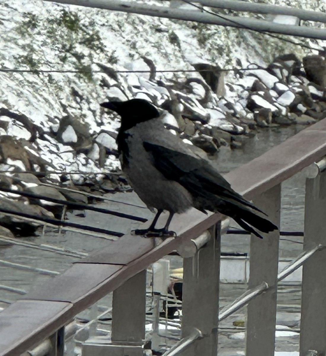 Hooded Crow - ML645707115