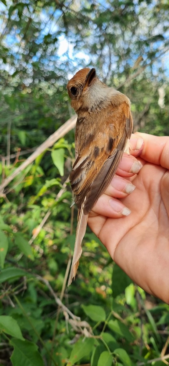 Ash-throated Casiornis - ML645707123