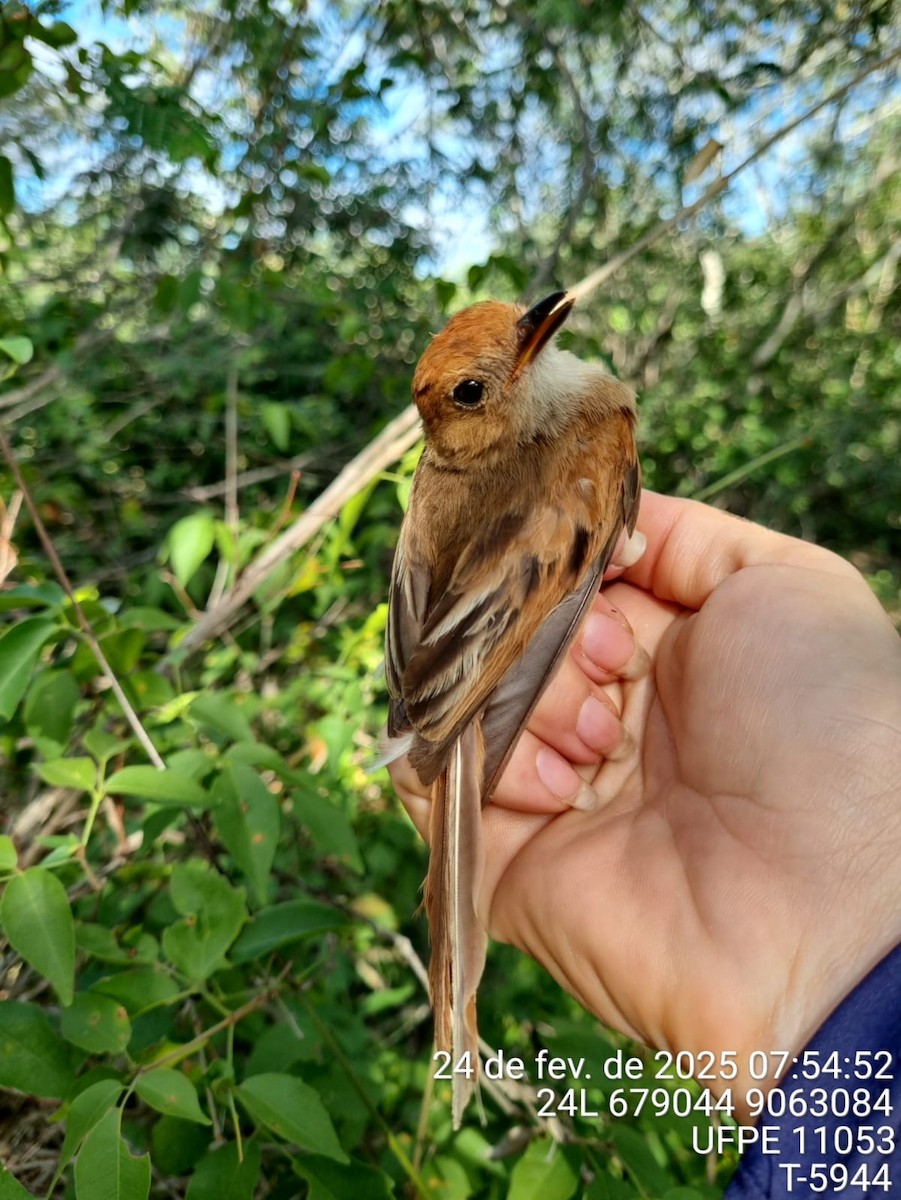 Ash-throated Casiornis - ML645707124