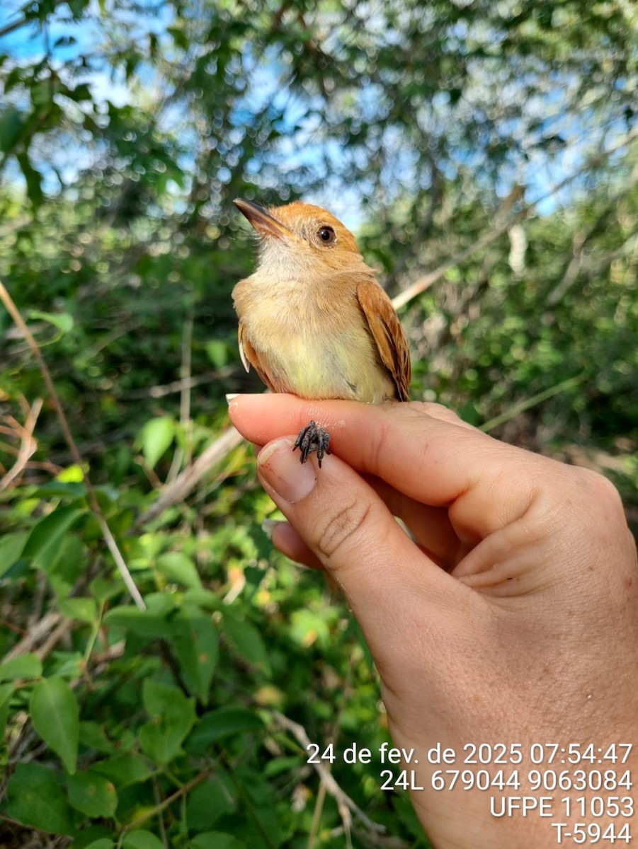 Ash-throated Casiornis - ML645707126