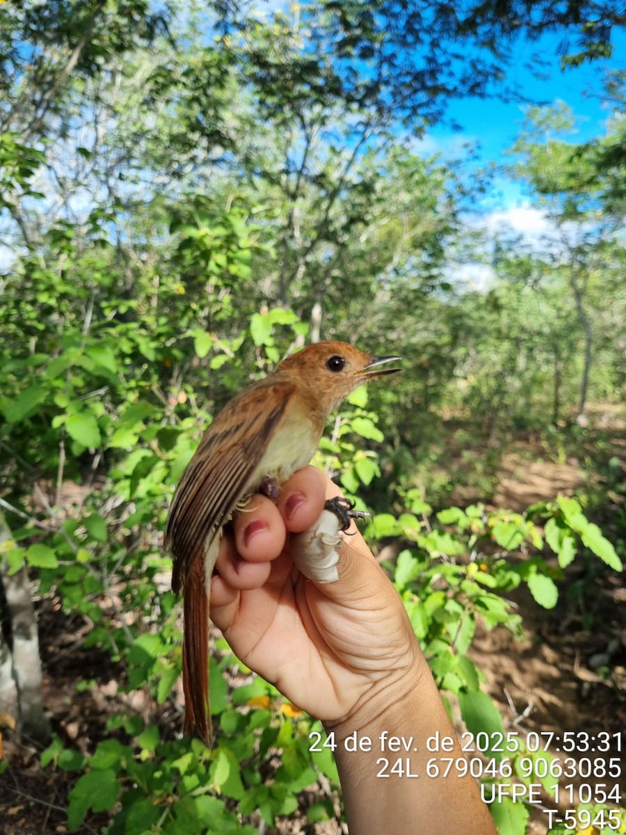 Ash-throated Casiornis - ML645707128