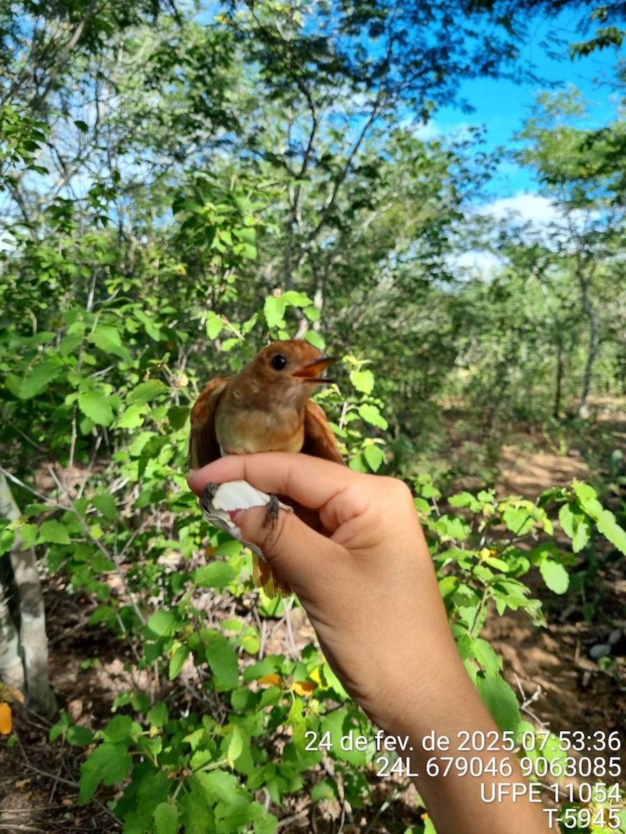 Ash-throated Casiornis - ML645707129