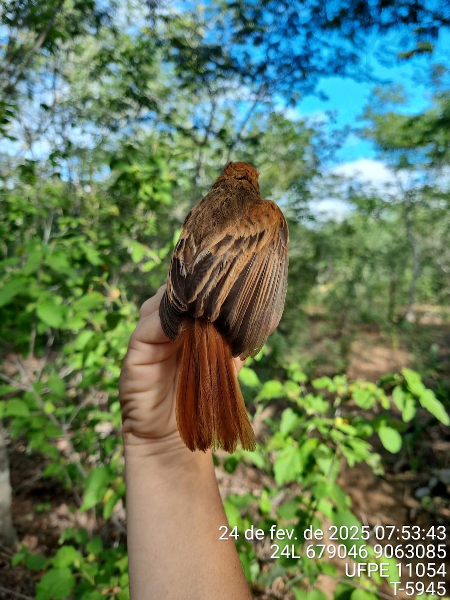 Ash-throated Casiornis - ML645707131