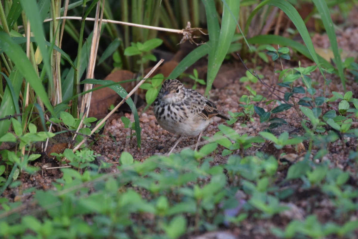 Jerdon's Bushlark - ML645707134