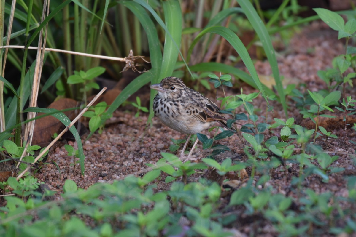 Jerdon's Bushlark - ML645707135