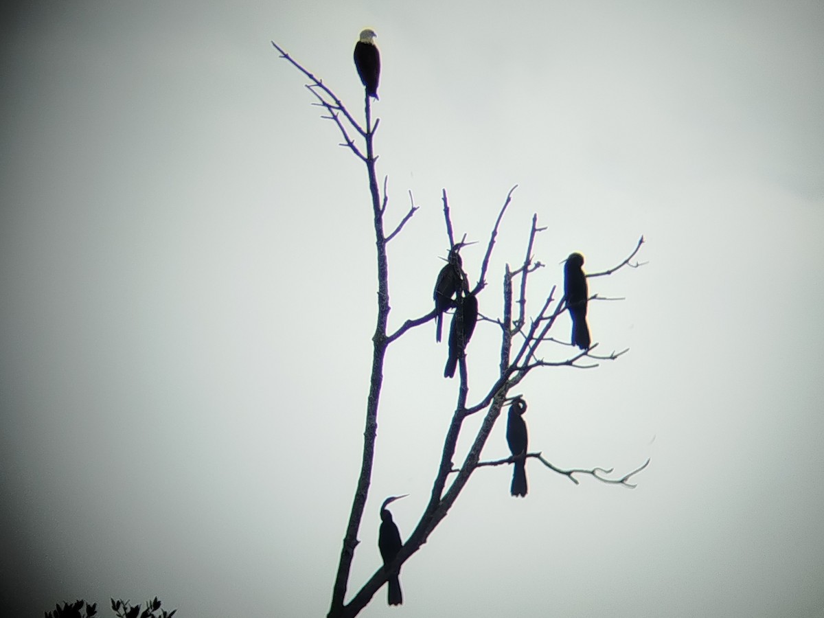 Oriental Darter - ML645707137