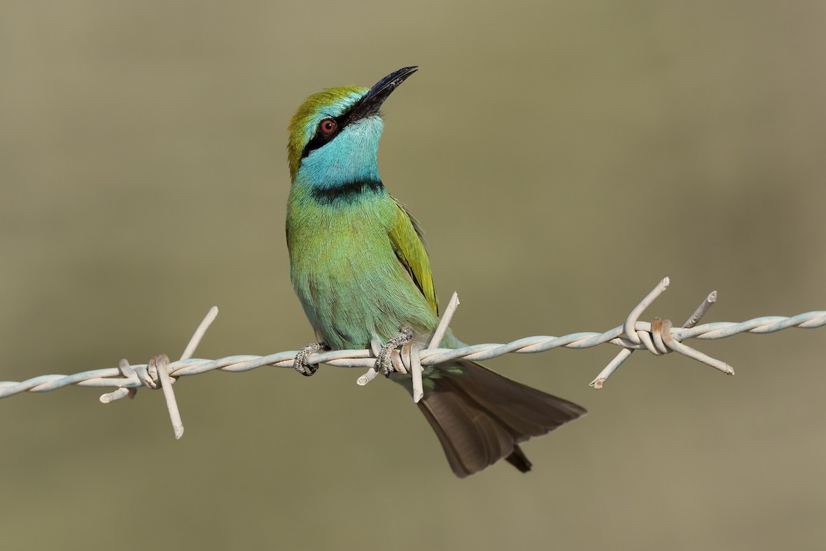 שרקרק גמדי - ML645707142