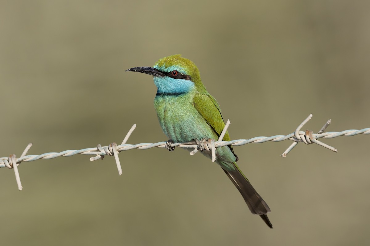 שרקרק גמדי - ML645707143