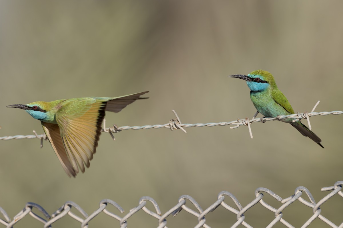שרקרק גמדי - ML645707144
