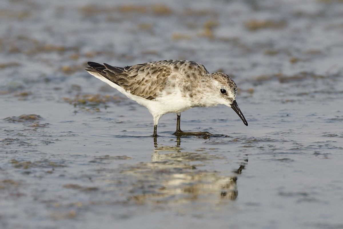 Little Stint - ML645707147