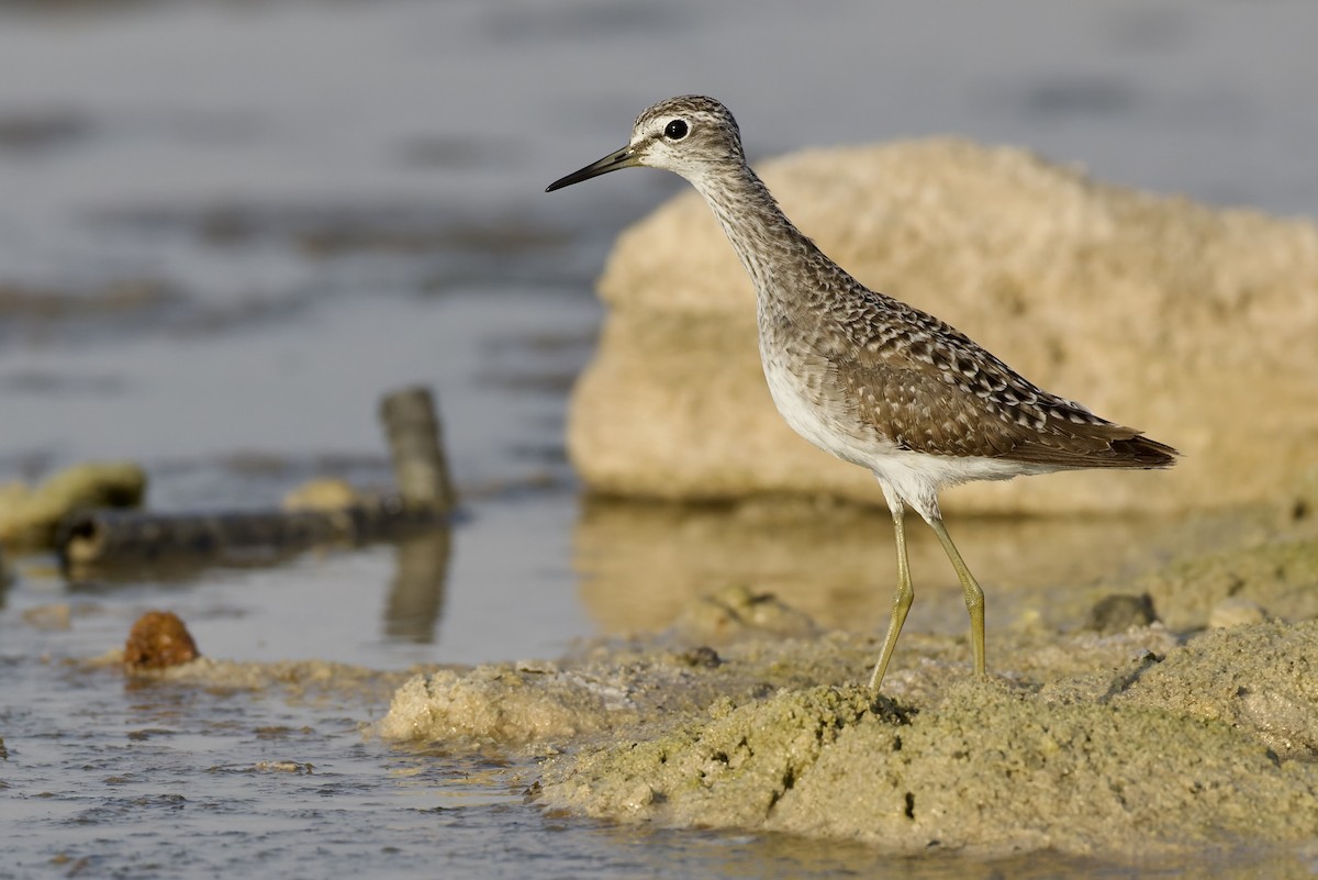 vodouš bahenní - ML645707161