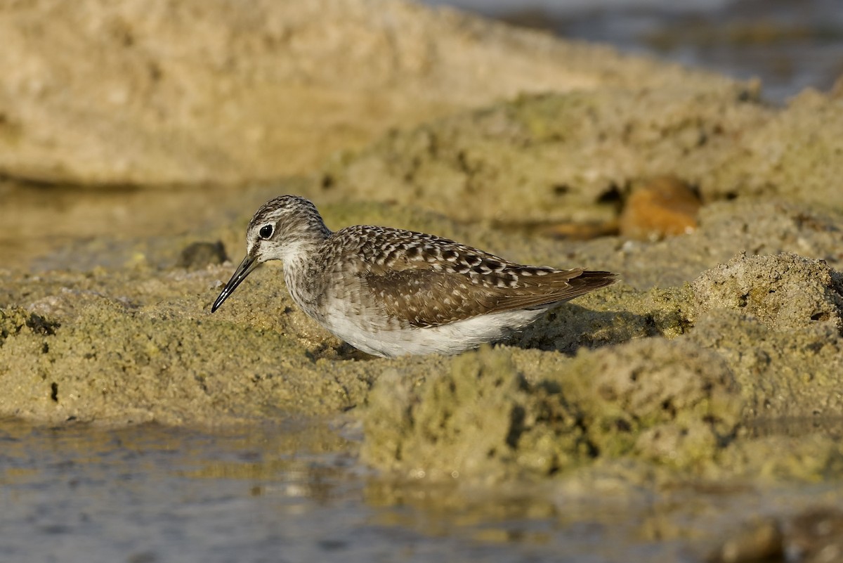 vodouš bahenní - ML645707162