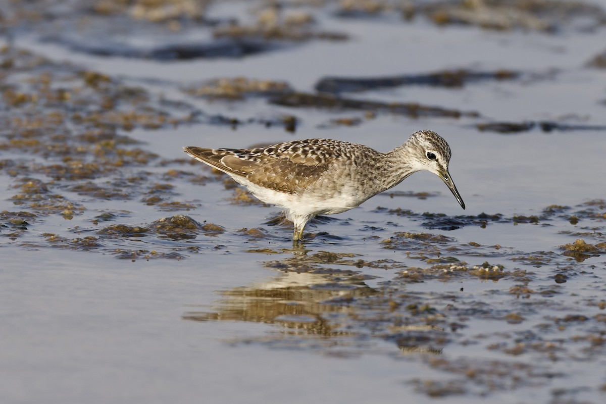 vodouš bahenní - ML645707163