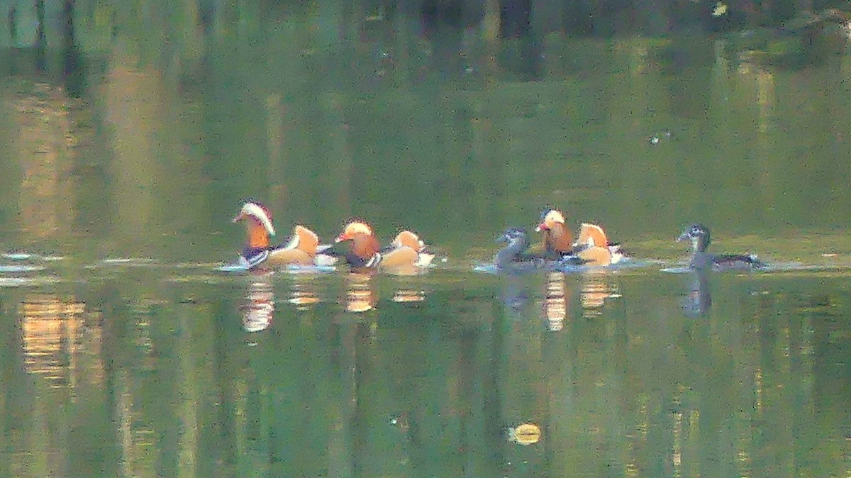 Mandarin Ördeği - ML645707170