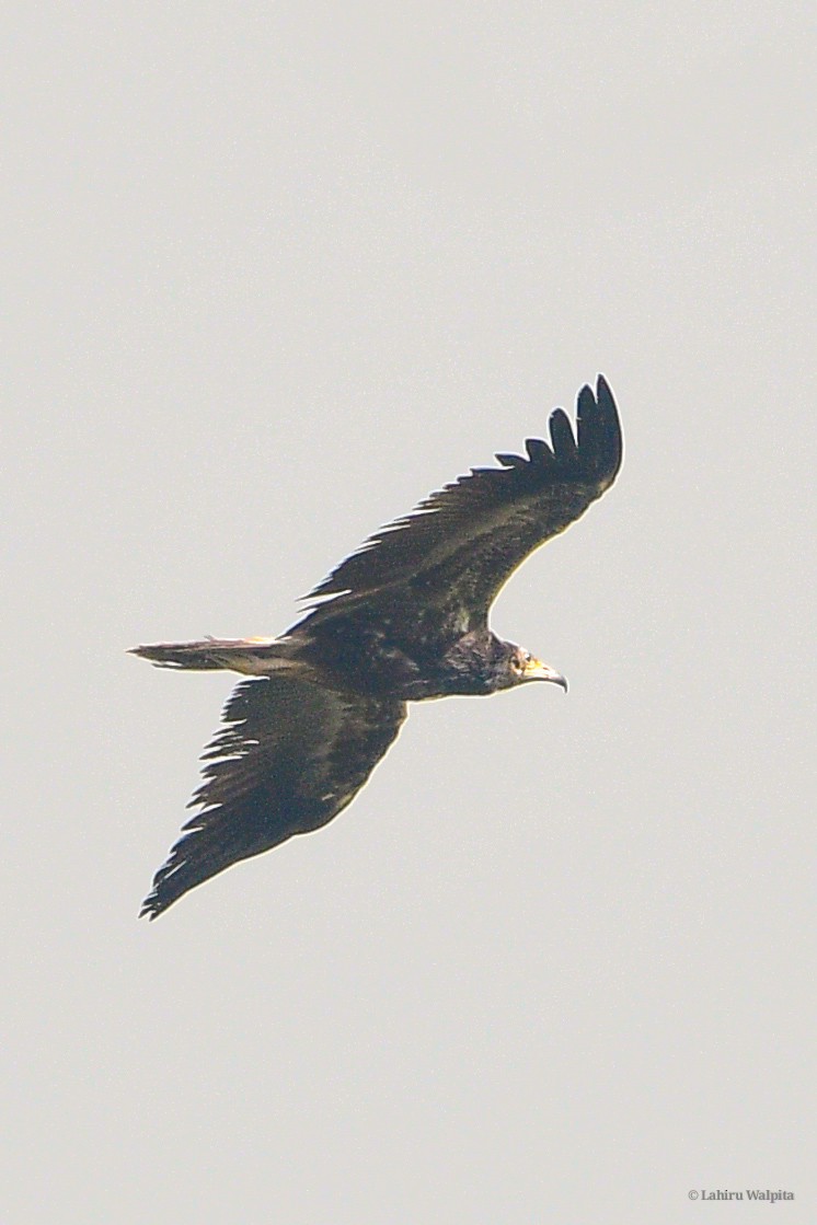 Egyptian Vulture - ML645707173