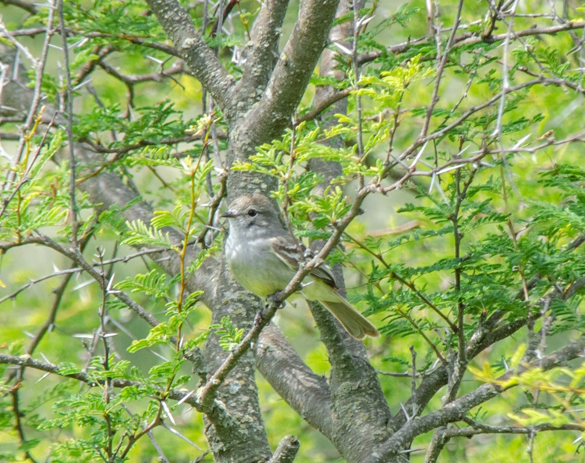 Southern Scrub-Flycatcher - ML645707174