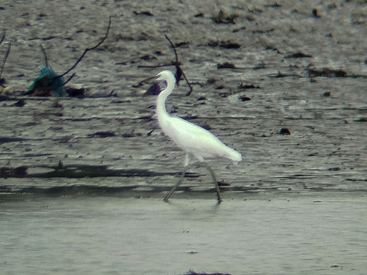 カラシラサギ - ML645707175