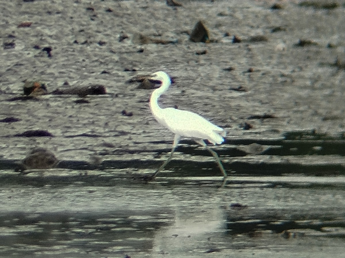 カラシラサギ - ML645707176