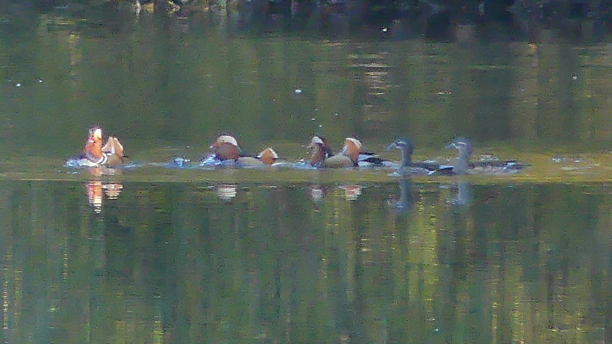 Mandarin Ördeği - ML645707181