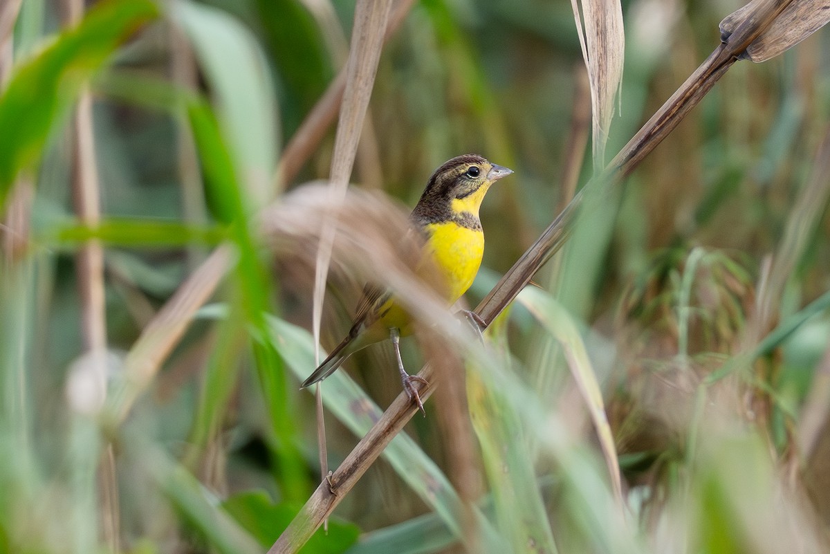 Вівсянка лучна - ML645707196