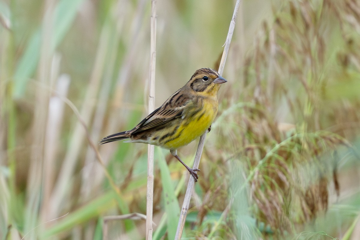 Вівсянка лучна - ML645707199