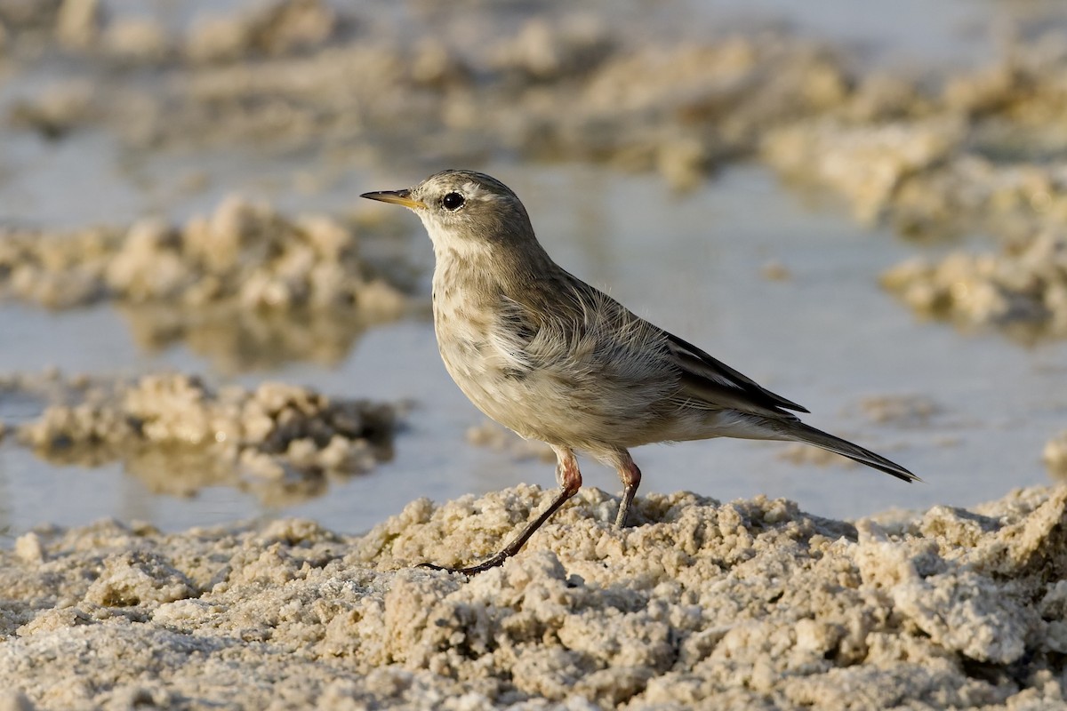 Water Pipit - ML645707204