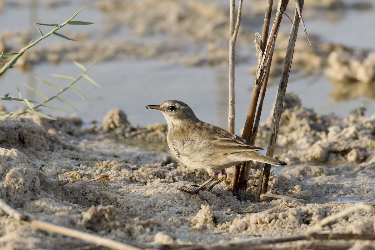 Water Pipit - ML645707205