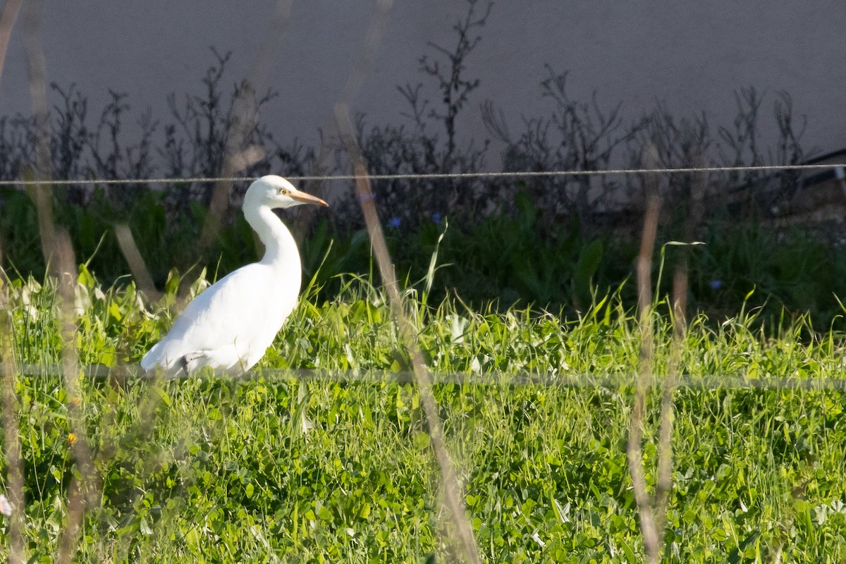 Western Cattle-Egret - ML645707206