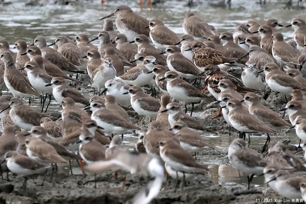 Sanderling - ML645707207