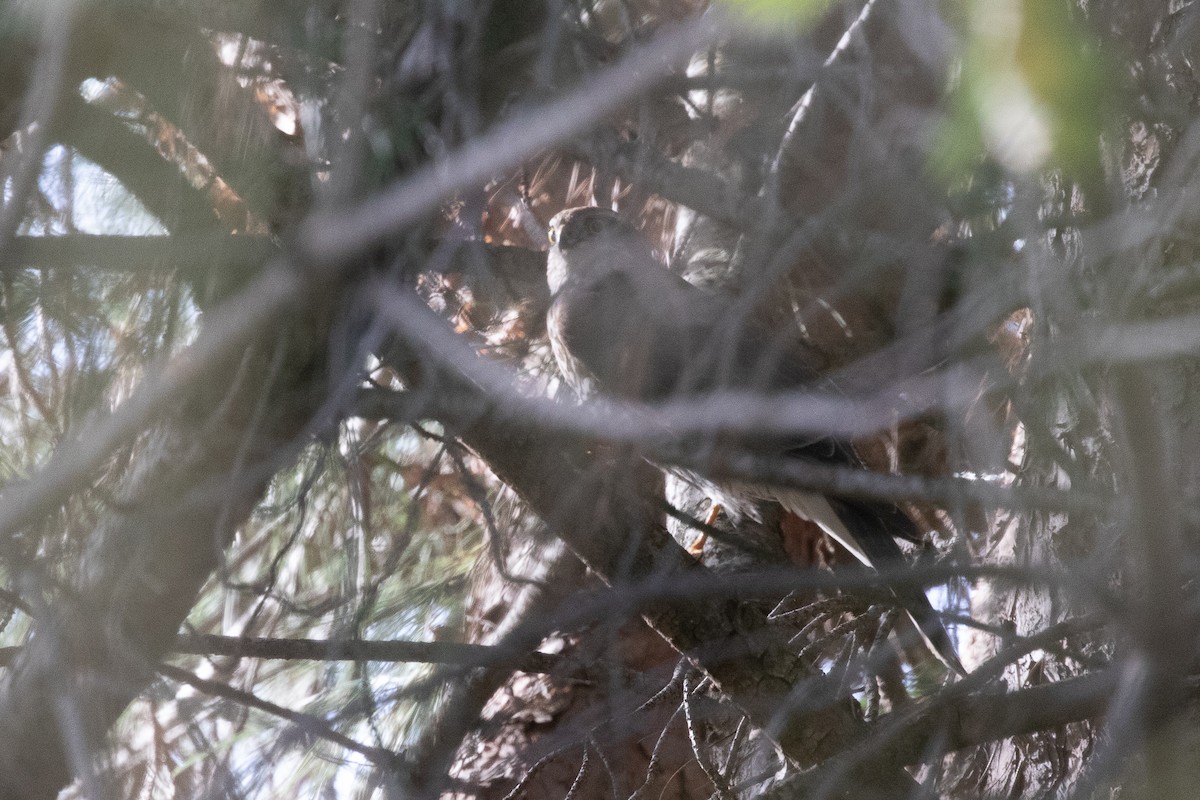 Eurasian Sparrowhawk - ML645707208