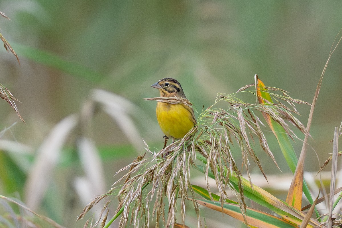 Yellow-breasted Bunting - ML645707209