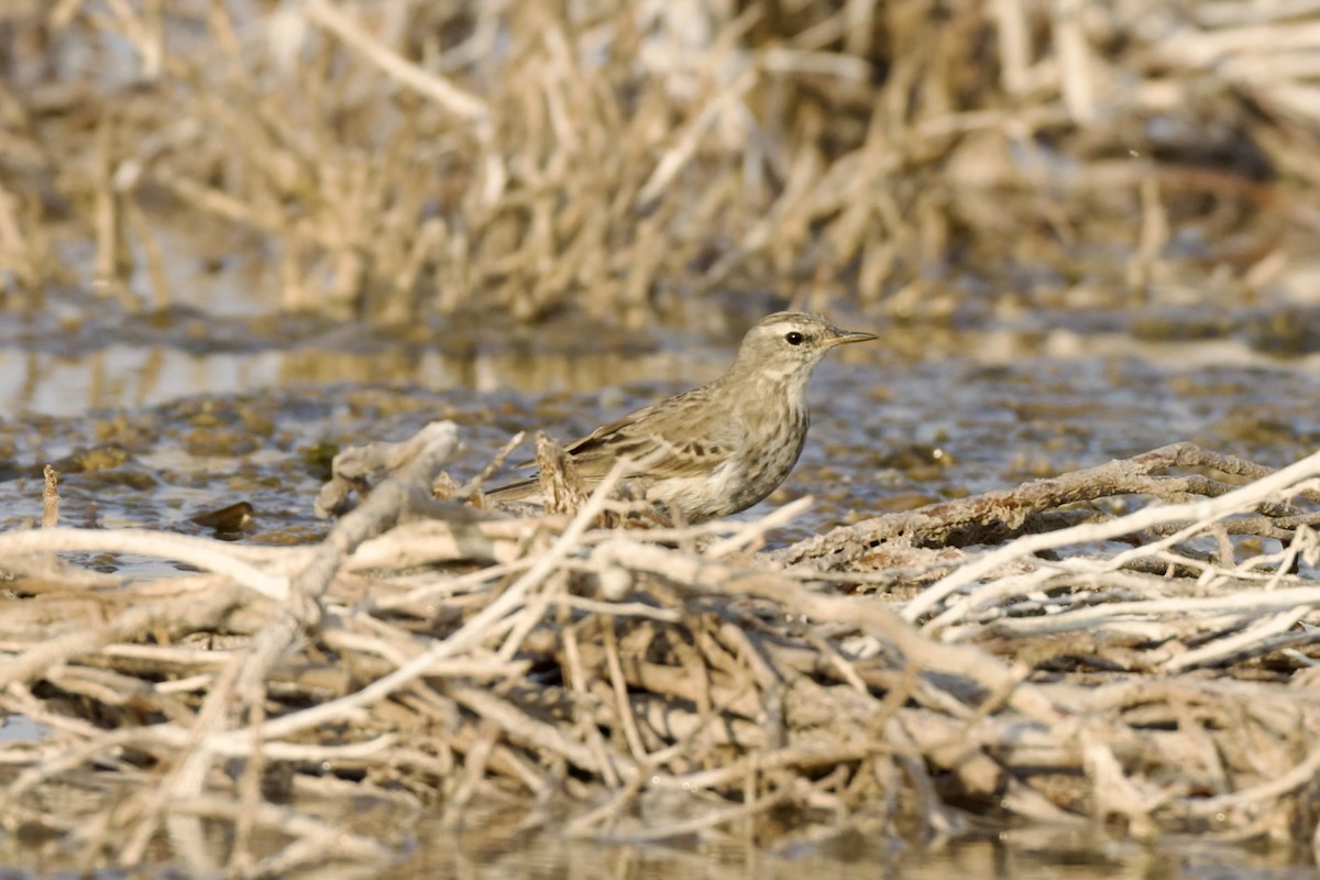 Water Pipit - ML645707210