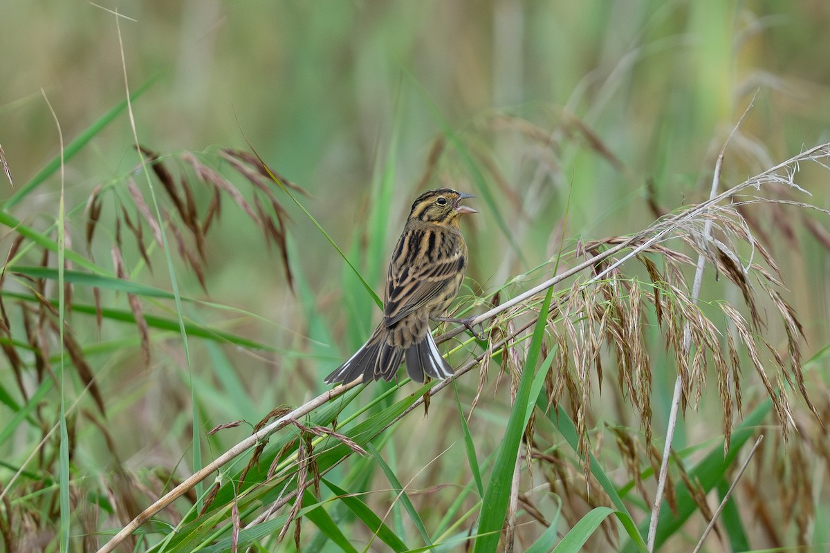 Yellow-breasted Bunting - ML645707211