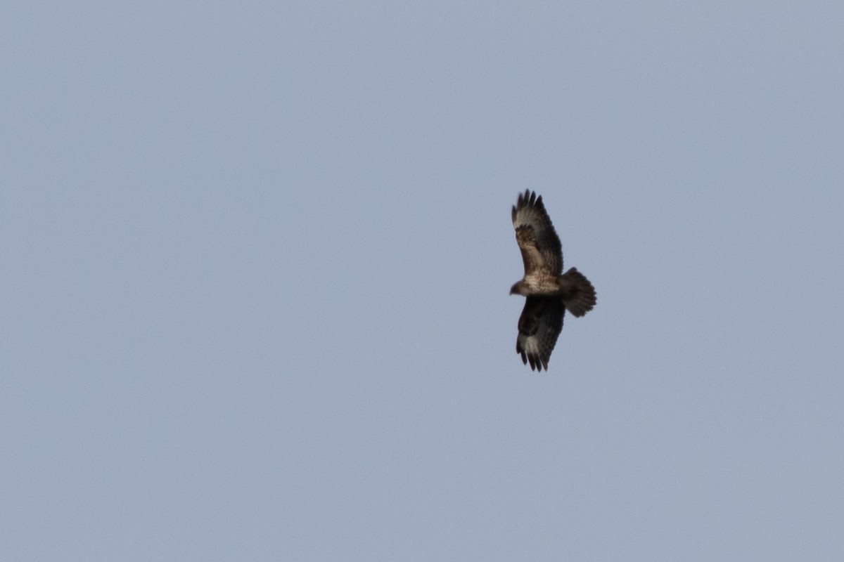 Common Buzzard - ML645707212