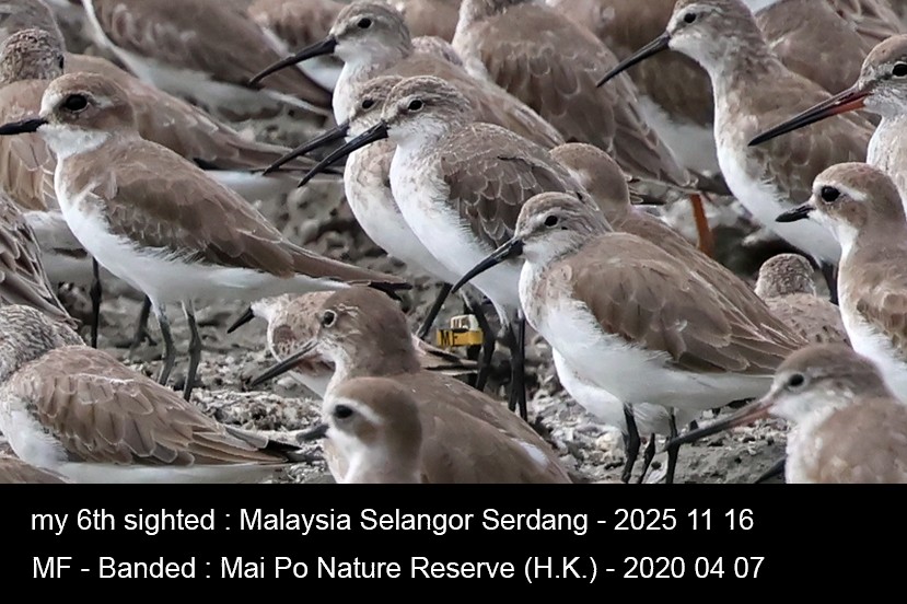 Curlew Sandpiper - ML645707213