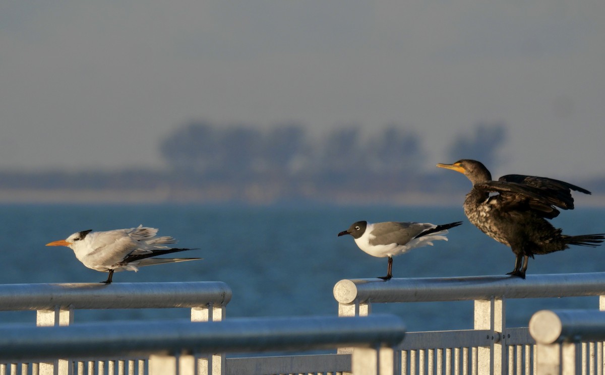 Royal Tern - ML645707217