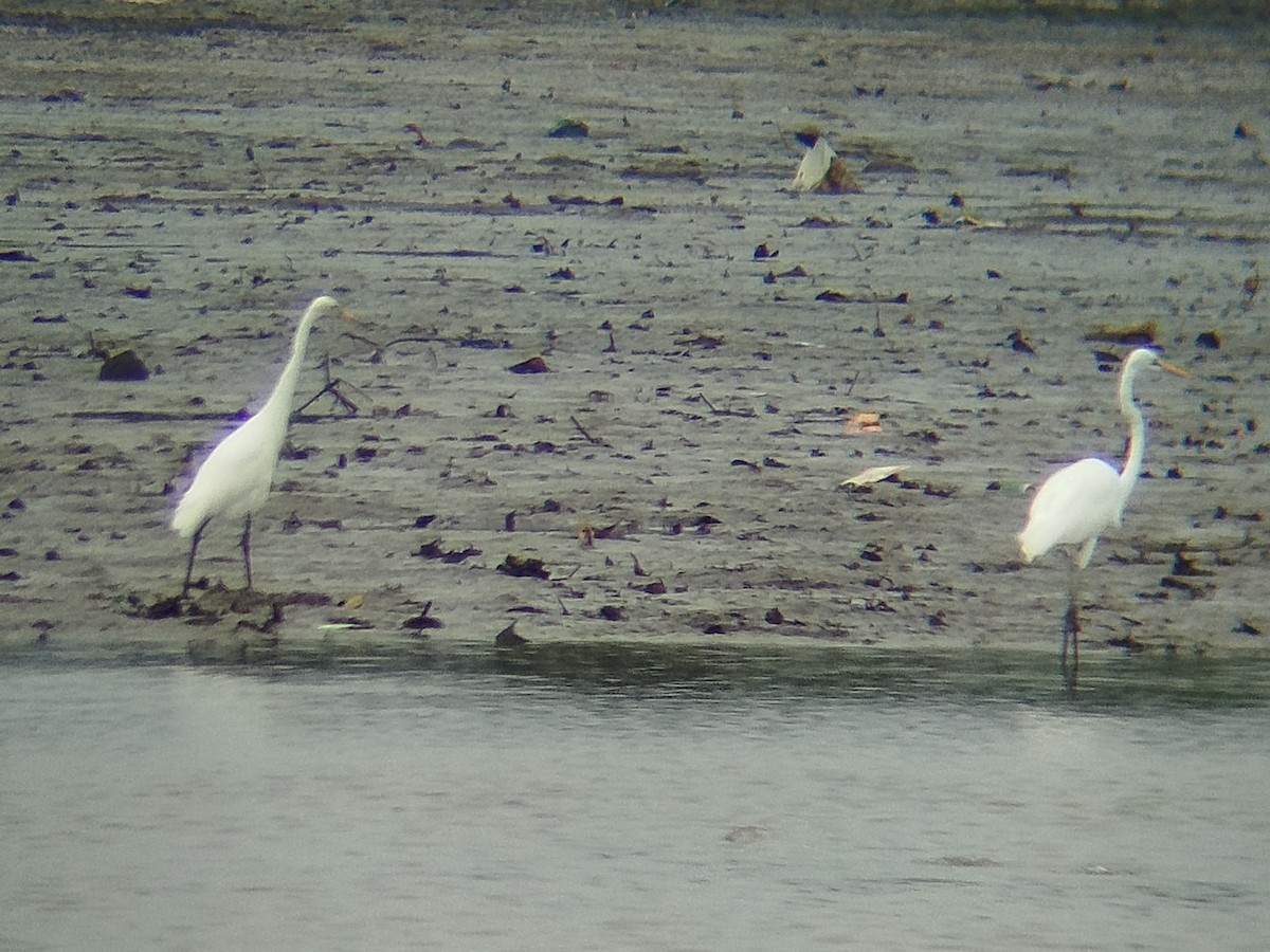 Medium Egret - ML645707218