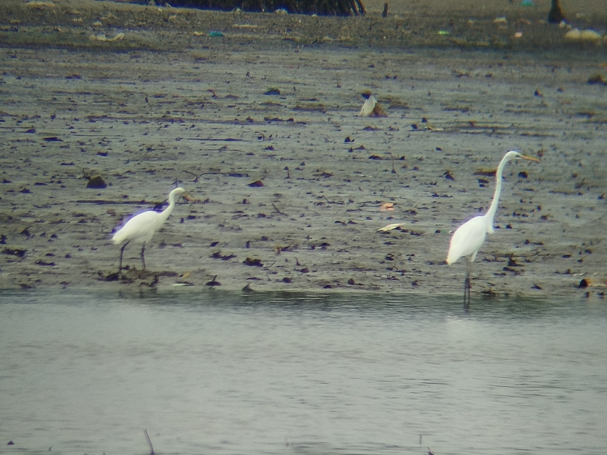 Medium Egret - ML645707219