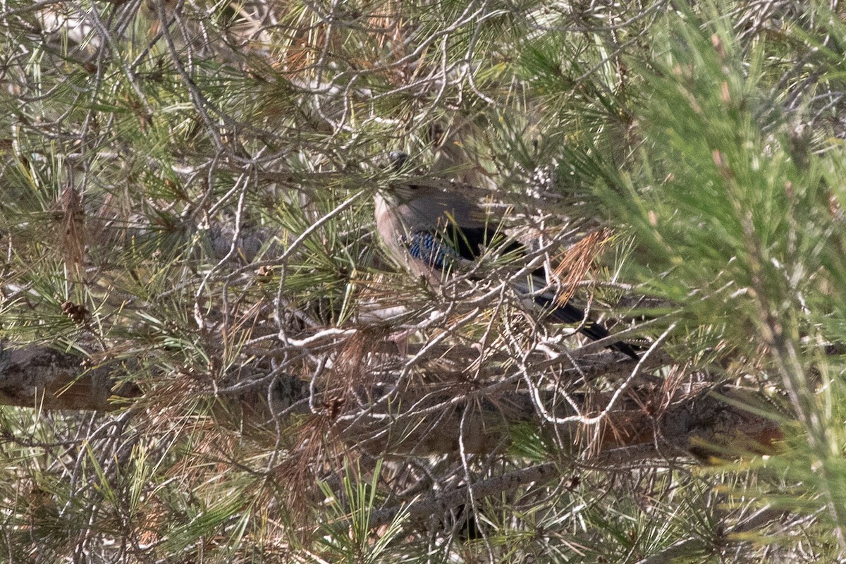 Eurasian Jay - ML645707220