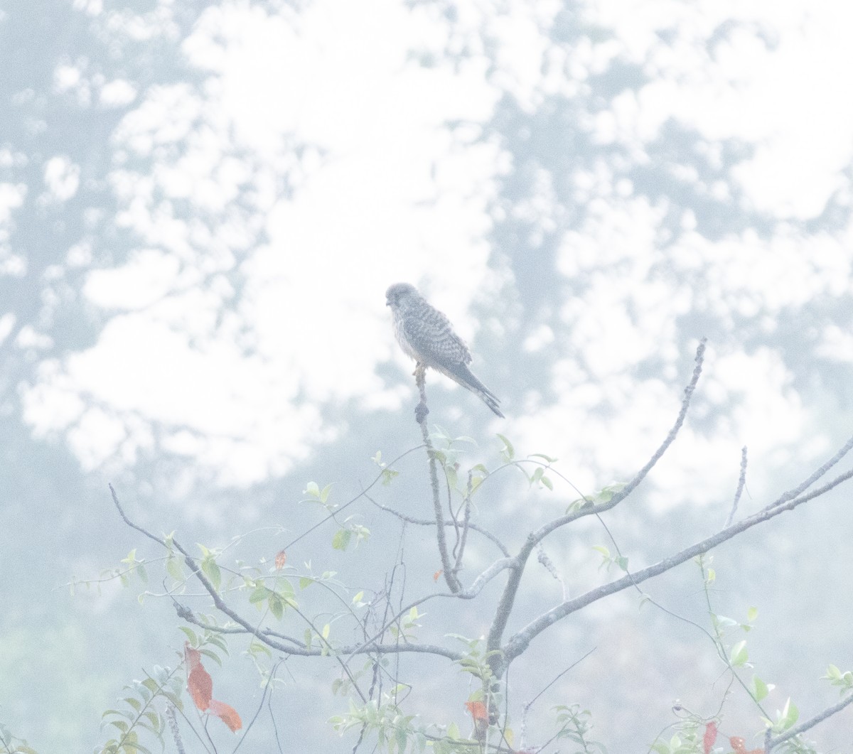 Eurasian Kestrel - ML645707221