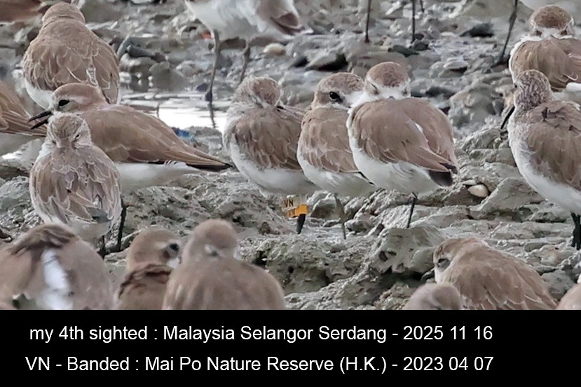 Curlew Sandpiper - ML645707222